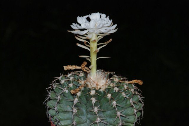Discocactus heptacanthus