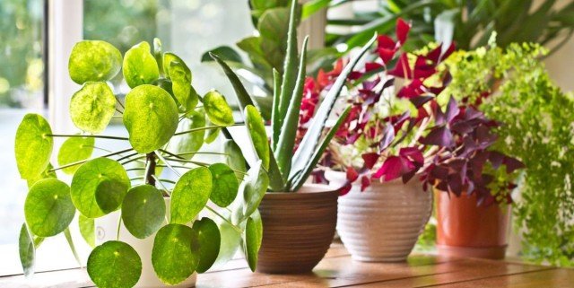 When choosing a houseplant, you need to immediately think about where it will stand and whether there is sufficient lighting in this place