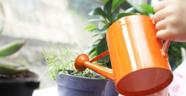 Watering the soil of a houseplant does not provide air humidity!