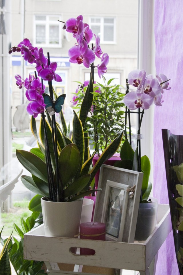 It is very important in caring for orchids to provide them with a permanent place in the house.