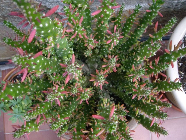 Thanks to the active formation of side shoots and children, it is very easy to propagate austrocylindropuntia.