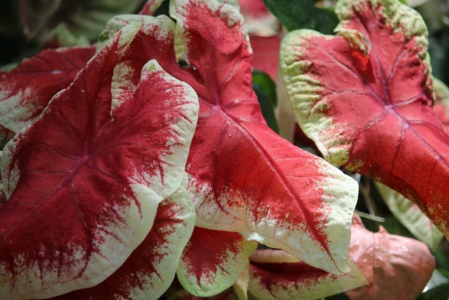 Caladiums are considered hardy plants.