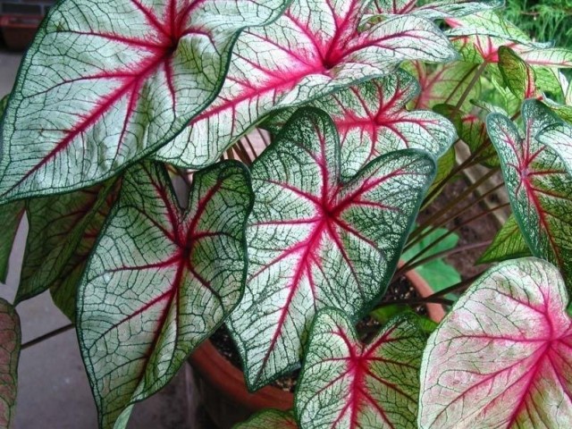 The main mistake in growing caladiums is cutting off dying leaves.