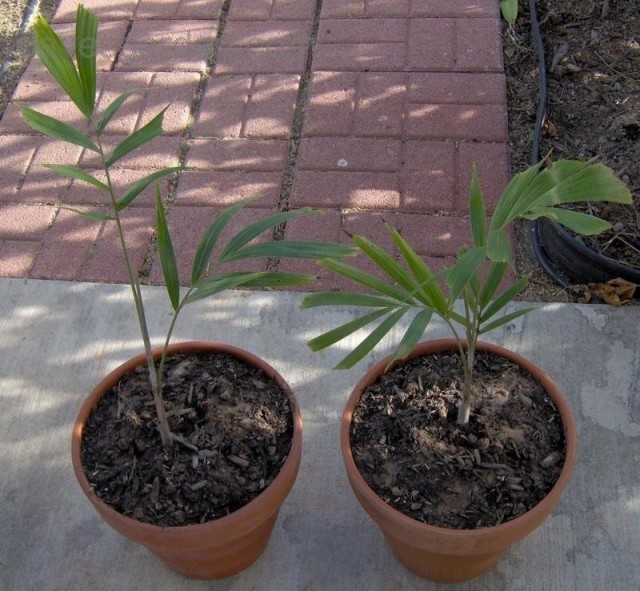 The only breeding method for bottle palm is growing from seeds.