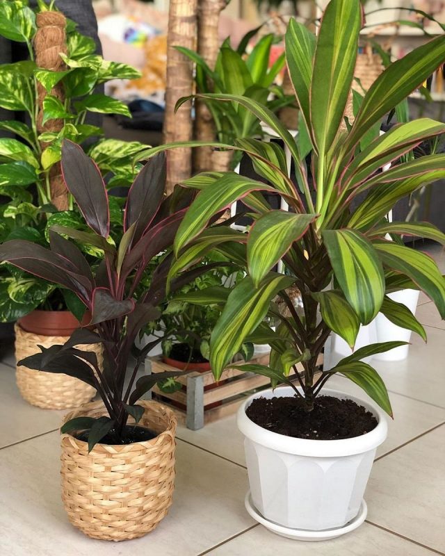 Krdilina shrub, or apical cordilina (Cordyline fruticosa), grade "Tango" and grade "Kiwi