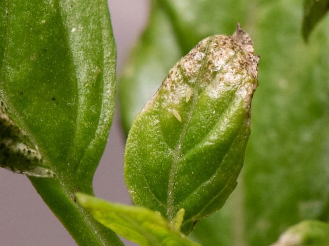The result of the life of thrips