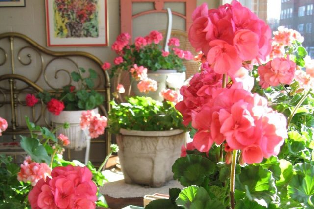 All pelargoniums will prefer drying out the soil to stagnant water