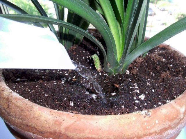 The biggest mistake in growing clivia is careless watering.