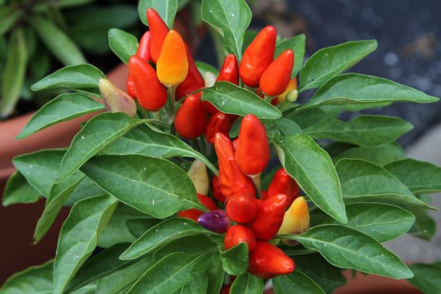 For ornamental peppers, you need to maintain a constant but light moisture content in the substrate.
