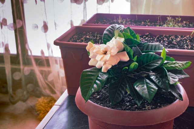 You can find a gardenia place not only on the windowsill, but also in the interior nearby