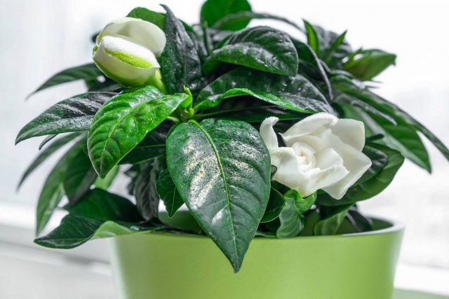 Gardenias love spraying, but only on the leaves.