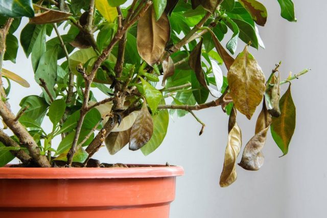 Gardenia suffers from errors in watering more often than from pests, but they are not uncommon.