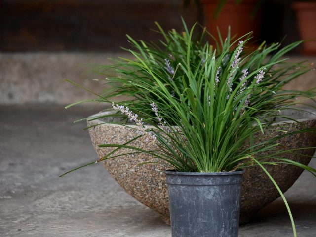 For ophiopogon, a callout to fresh air is desirable from mid-spring to late summer.