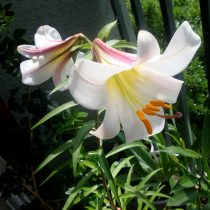 Royal lily (Lilium regalum)