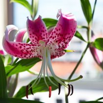 Lily beautiful (Lilium speciosum)