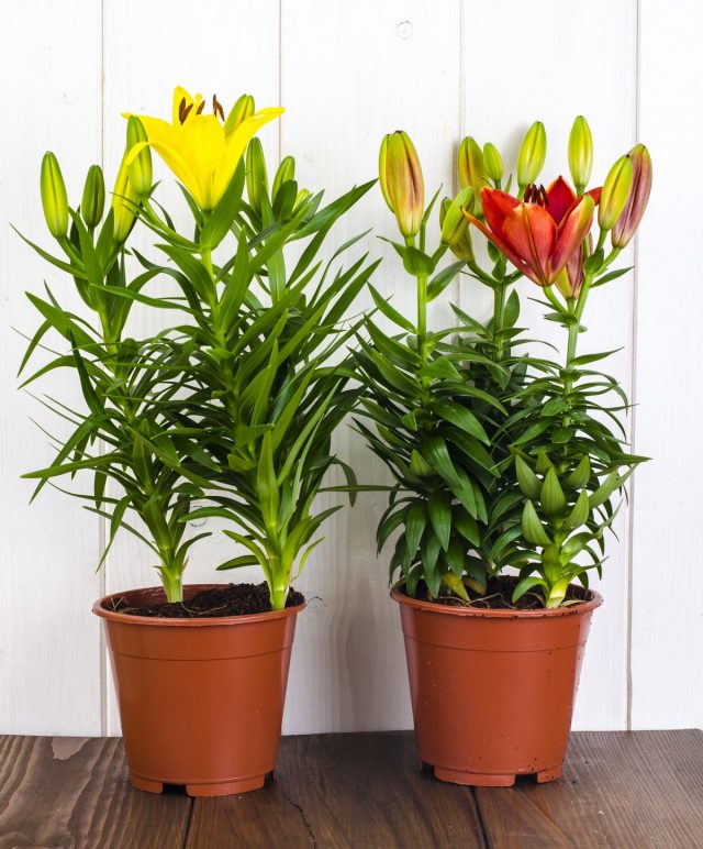 Potted lilies can be affected by soil and ground pests