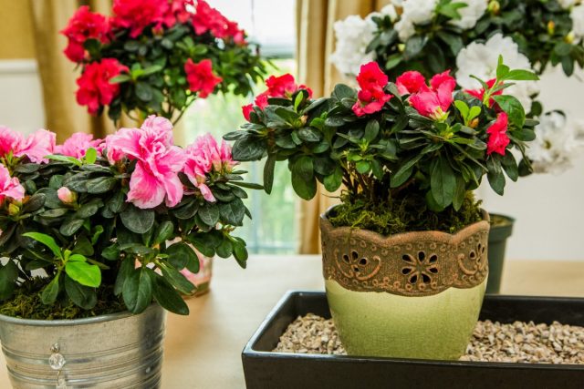 Indoor rhododendrons (Rhododendron) are afraid of both strong shade and direct sun