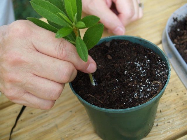 Indoor azaleas are propagated by cuttings