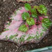 New begonias can be obtained from leafy cuttings