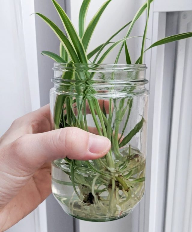 For rooting in water, it is better to use transparent containers in which you can observe the condition of the cuttings and the process of their rooting.