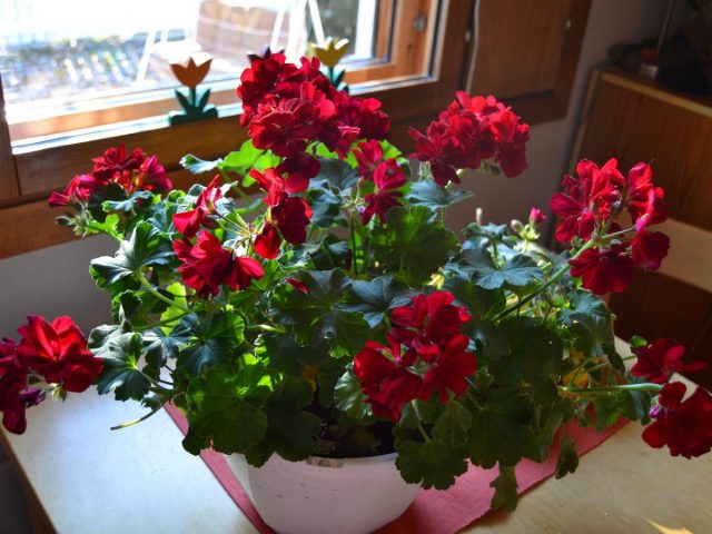 Pelargonium (Pelargonium) contains essential oils in the leaves that successfully deal with many microorganisms
