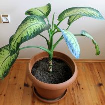 Dieffenbachia effectively removes microorganisms, cleans the air from dust and harmful substances emitted by furniture, paint, etc.