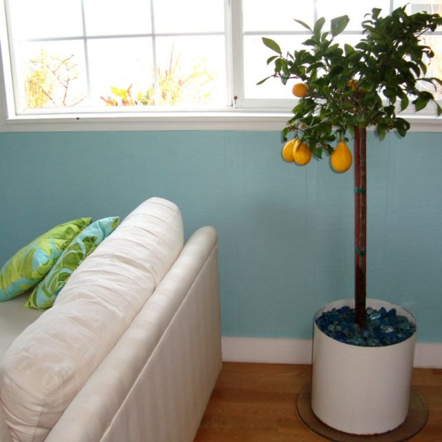 Citrus houseplants contain essential oils and produce phytoncides that negatively affect many bacteria and protozoa.