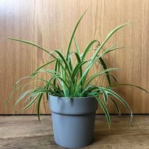 Chlorophytum crested (Chlorophytum comosum) not only fights pathogens, but is also able to absorb formaldehyde, heavy metals and benzene