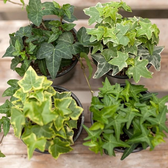 Different types of indoor ivy