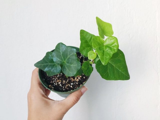 Ivy propagate easily by cuttings