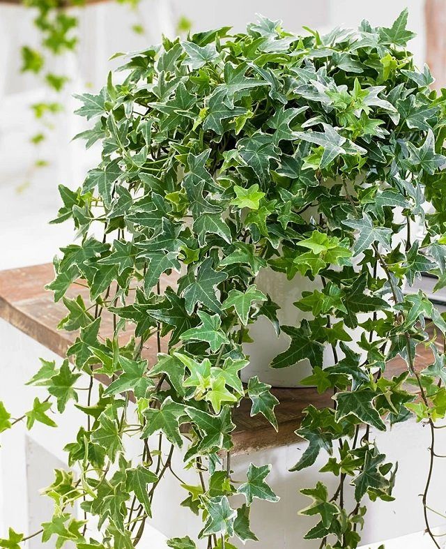 Ivy are not very fond of heat and cold: plants need to be protected from temperature drops below 12 degrees Celsius.