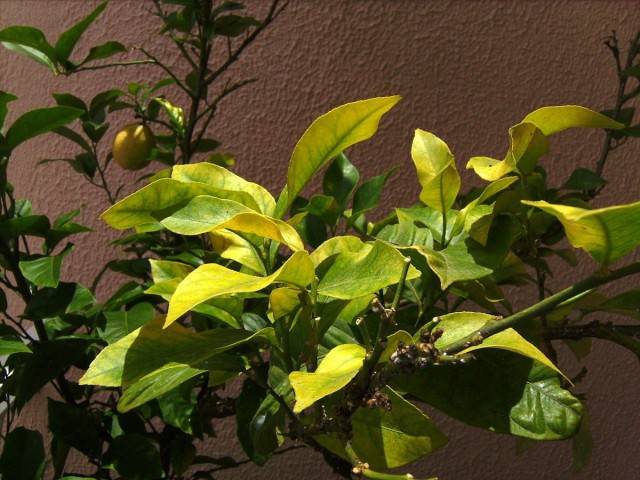 Signs of iron deficiency on indoor lemon
