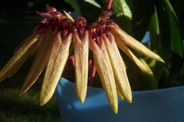 Bulbophyllum picturatum