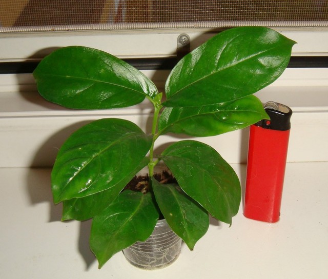 Cubanola Dominican is considered one of the most difficult plants for independent reproduction.