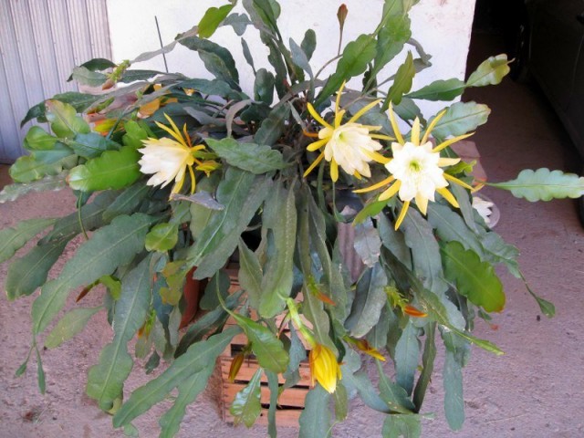 Epiphyllum serrated (Epiphyllum crenatum)