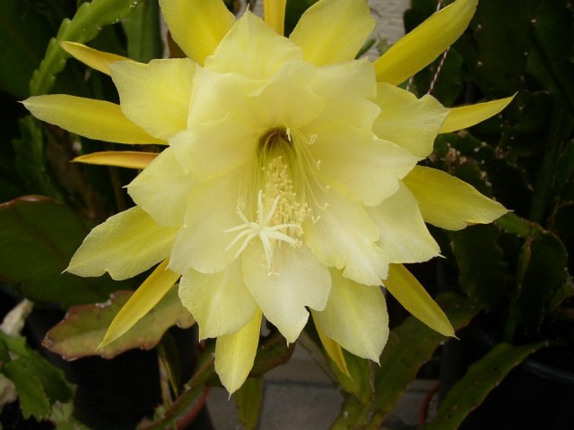 Epiphyllum 'Queen Anne