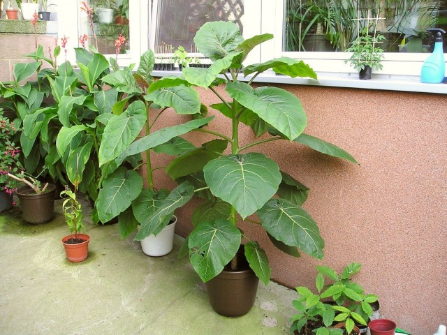 Indoor tsifomandra grows to a maximum of 2,5 meters