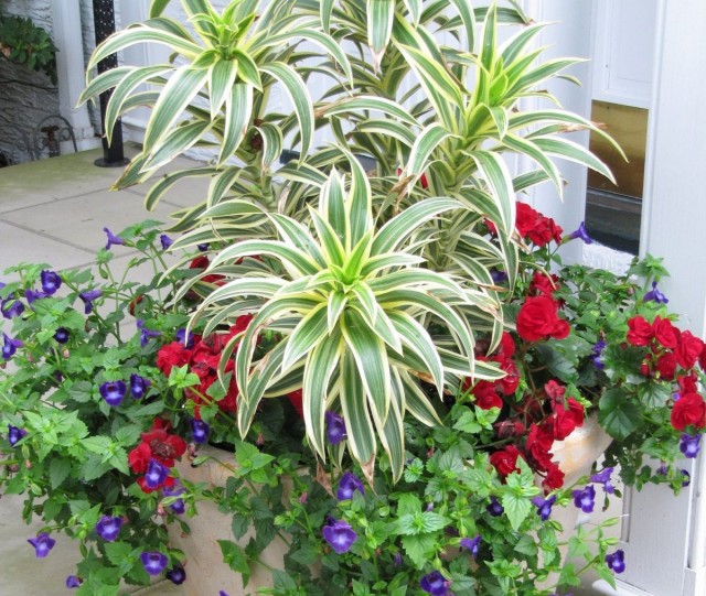 Compositions with dracaena should be placed in partial shade
