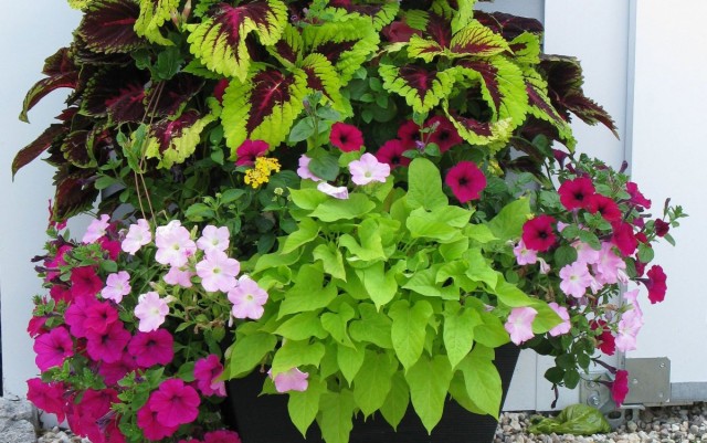 It is best to plant compositions with indoor plants in early June, when the threat of return frosts has completely passed.