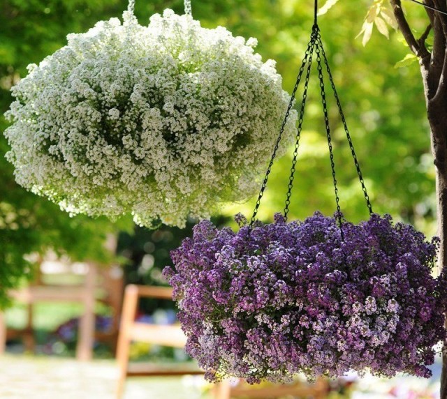 Room alyssum will be happy to spend the summer outdoors