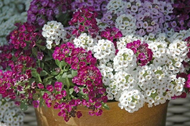If you feed alyssum regularly, but not in large quantities, it will delight with flowering all summer