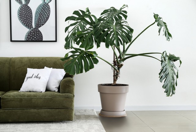 Even if the plant is as stably decorative as monstera, it is not worth feeding for aroids all year round.