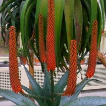 Aloe ferox bloom
