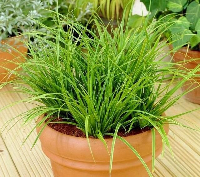 Constant, stable, medium moisture content of the substrate is the main goal of caring for indoor sedge