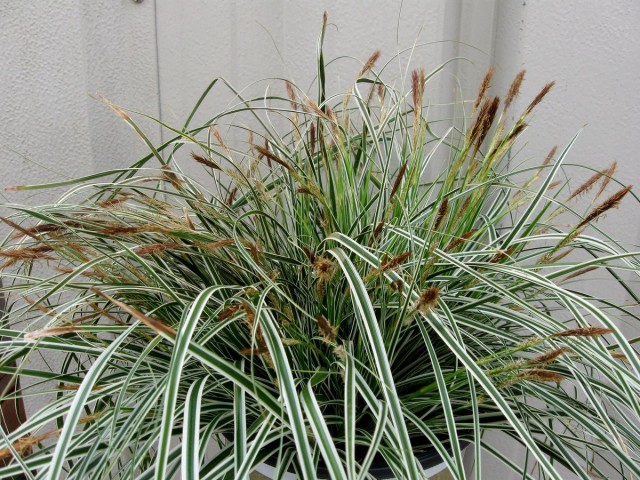 Sedge is grown only as a deciduous textural plant, and flowering always greatly harms the decorative foliage.