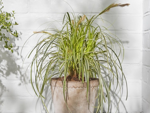 If you do not want some of the leaves to dry out, and sedge lose their decorative effect, it is better to cut out flowering shoots as they appear.