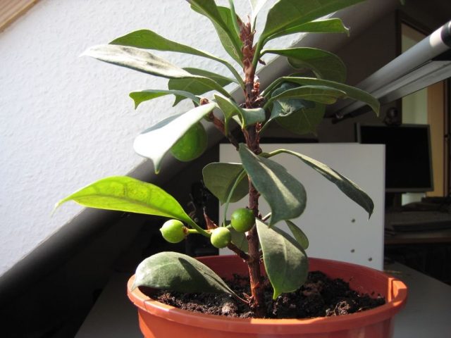 For ficus, the amount of sunlight is not important