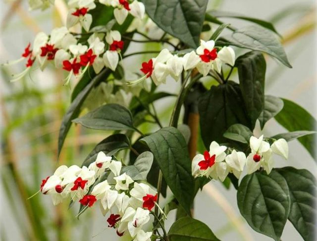 One of the most important conditions for the flowering of Clerodendrum Thompson can be considered timely pruning at the very beginning of the active growth phase.