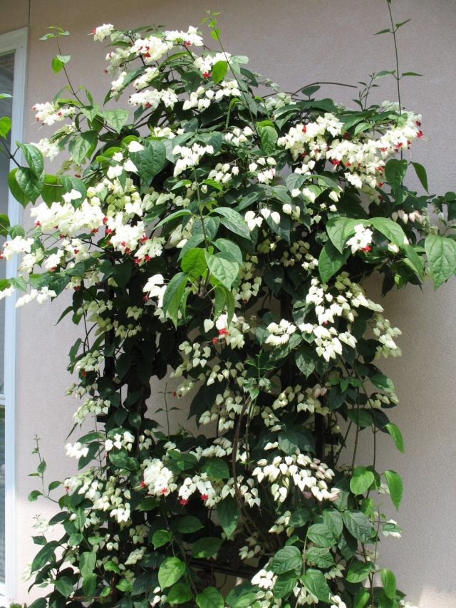 Clerodendrum has several popular names, for example, "innocent love" or "volcameria"