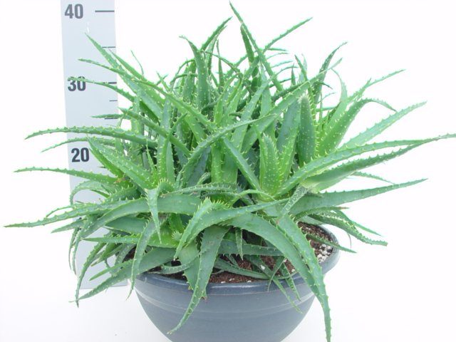 As a "group of palms", aloe arborescent can remain attractive for more than 10 years